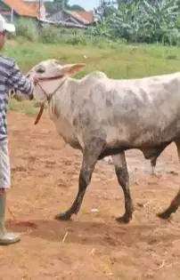 sapi qurban 18 jutaan kurleb 200-250kiloan ekonomisan murmer ok puas