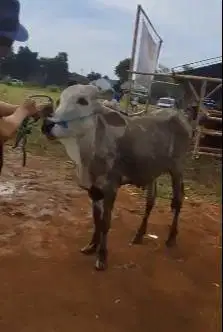 2 ekor sapi murmer 18 jutaan siap kurban ekonomisan 2025 jamin murah