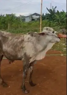 sapi murmer 18 jutaan jawaan siap kurban ekonomisan 2025 jamin murah