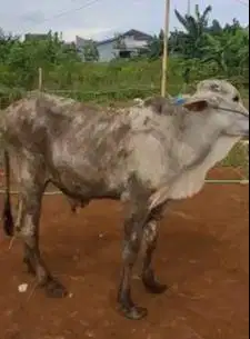 sapi jawaan 18 jutaan 200-250kiloan kurban ekonomisan murmer top puas