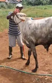 2 ekor sapi jawaan 200-250kiloan sapi kurban murmer ekonomisan manteb