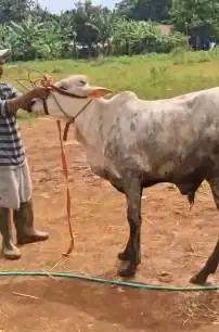 2 ekor sapi jawaan 18 jutaan 200-250 kilo siap kurban ekonomisan murah