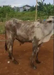 sapi jawaan 15 jutaan 200kiloan siap kurban ekonomisan murah kecil top