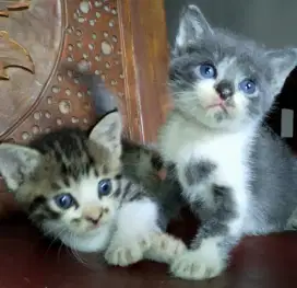 Kucing BSH x dome