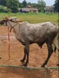 2 ekor sapi jawaan 18 jutaan 200-250kiloan siap kurban ekonomisan puas