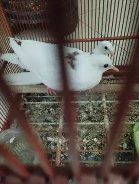 Tekukur putih remaja