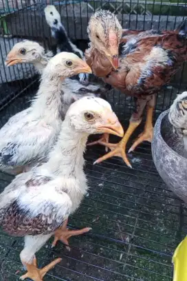 Anakan Ayam Oshamo