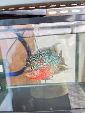 Ikan Lohan Kamfa F3