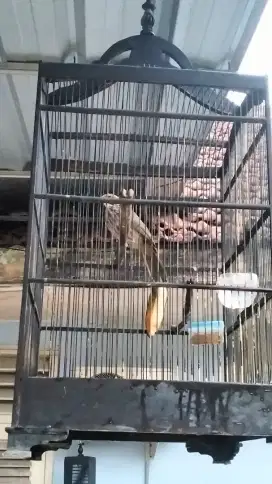 Cucak Rowo jantan mapan