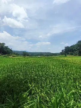 SAWAH AKTIF 2300 DEKAT KAMPUS PELITA HATI SCHOOL ARUM SABIL CITY FORES