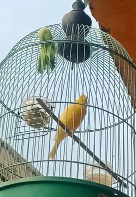 Burung kenari gacor tanpa kandang / sangkar