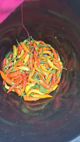 Cabe rawit/ cengek