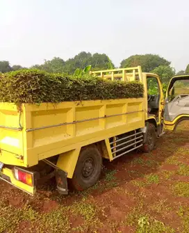 Rumput gajah biasa per engkel