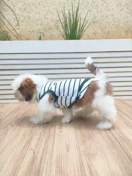 Jual anak anjing shitshu