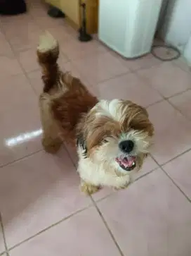 Open Adopt Shihtzu