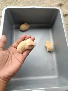 Hamster golden sehat makan rakus