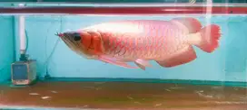 Di jual arwana super red 50cm  tinggal lanjut tening