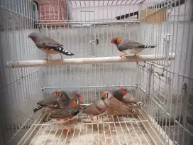 Zebra Finch Satuan & Borongan
