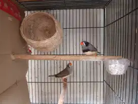 Zebra Finch mutasi Black Cheek