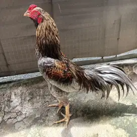 Ayam bangkok klasik x mangon win 8x