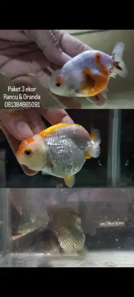 Ikan mas koki oranda & Rancu
