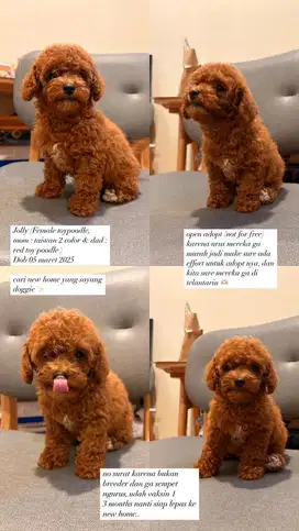 Male poodle - mama papa : red toy poodle x taiwanese poodle