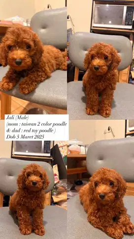 Male poodle - mama papa : red toy poodle x taiwanese poodle