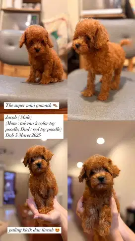 Male poodle - mama papa : red toy poodle x taiwanese poodle