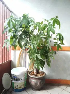 Tanaman hias pohon uang P150cm +pot semen 40cm, kondisi ok, bisa nego