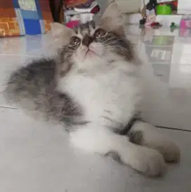 Kucing persia medium mixdom