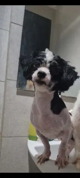 Semi adopt Maltese umur 1 tahun