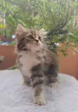 Kucing kitten Persia Himalaya lucu dan gembul
