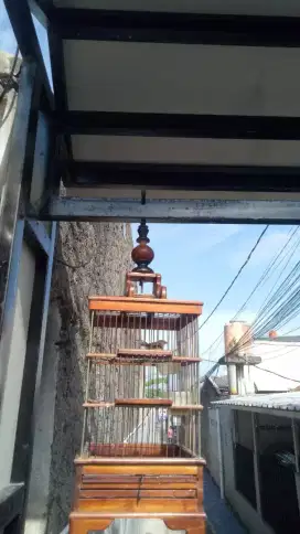 Cisem jantan dewasa rajin nembakFS