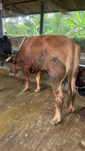 Sapi qurban murah