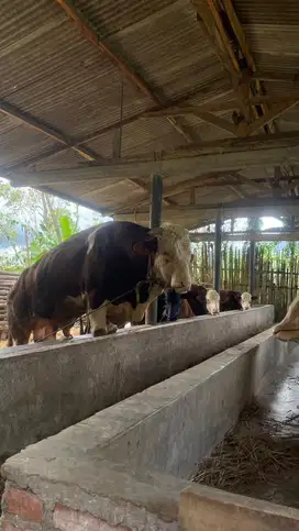 Sapi qurban murah