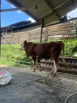 Sapi qurban murah