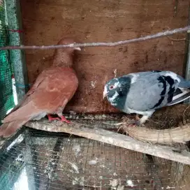 Jual burung dara sepasang