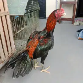 Ayam bangkok muda