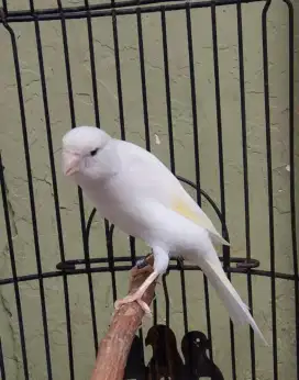 Burung kenari F1 SF