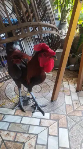 Ayam pelung super