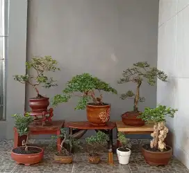 Borongan murah bonsai hias mini 8 pohon