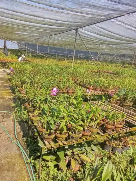 Jual tanaman anggrek