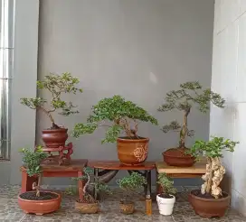 Bonsai hias mini ada 8 pohon