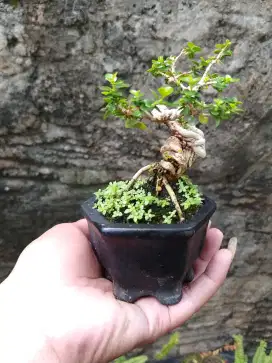 Bonsai sancang mini hias istimewa