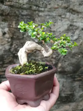 Bonsai hias mini sancang istimewa