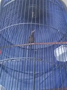 Kolibri ninja mutasi ke hitam gacor