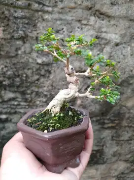 Bonsai hias sancang mini istimewa