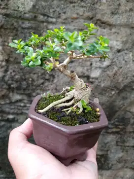 Bonsai hias mini sancang istimewa