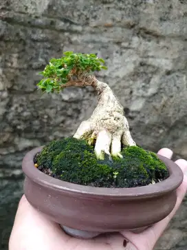 Bonsai hias sancang sudah fosil langkah istimewa