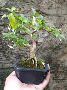 Bonsai anting putri mini hias berbunga terus